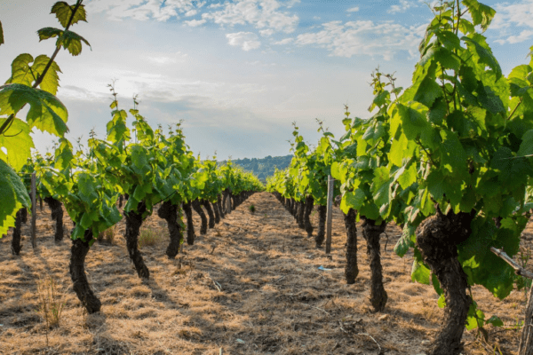 Le Domaine Sainte Marie