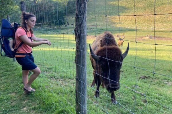 Ferme aux bisons