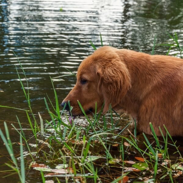 Chien au bord de la rivière à coté du Gîte la Maison des Pêcheurs près de Louviers dans l'Eure en Normandie