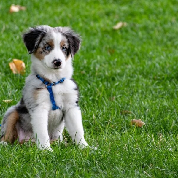 Chien dans le jardin des Gites à Beauficel-en-Lyons en Normandie dans l'Eure