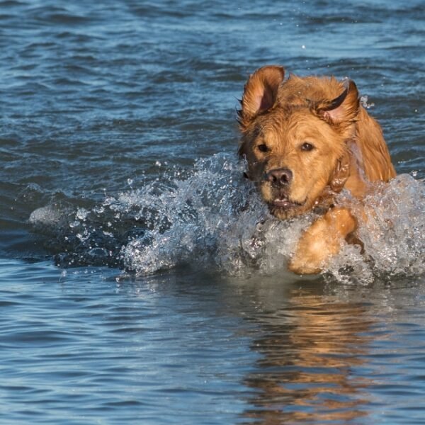 Chien dans l'eau près de la Villa Nicole Location de Vacances à Carry le Rouet en Provence dans les Bouches du Rhône