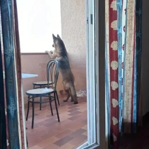 Chien sur la terrasse couverte des Gites Flovacances dans le Var sur la Cote d'azur à Roquebrune sur Argens