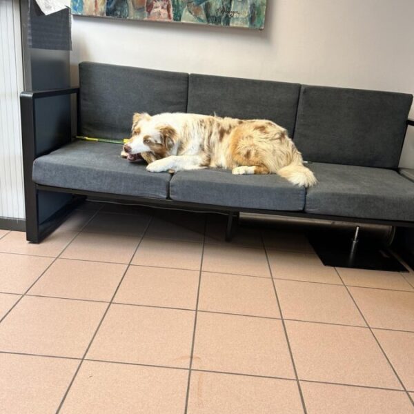 Chien sur un canapé dans les bureaux des Salles de réception au CEME Palais des Congrès à Charleroi en Belgique