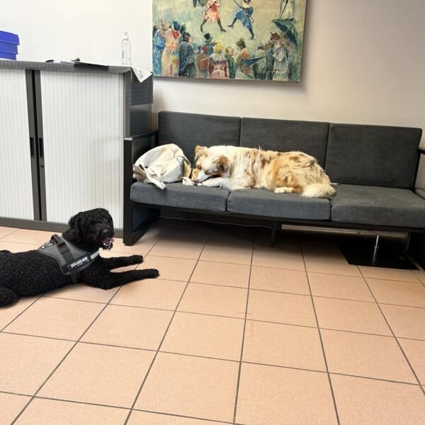 Chien sur un canapé dans les bureaux des Salles de réception au CEME Palais des Congrès à Charleroi en Belgique