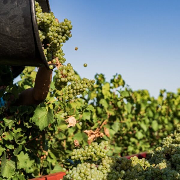 Vendange du vignoble Le Domaine des Conquêtes dans l'Hérault en Occitanie à Aniane