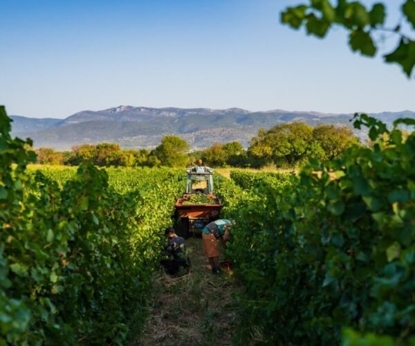 Vignoble Le Domaine des Conquêtes