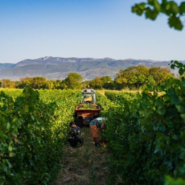 Champ pendant les vendange du vignoble Le Domaine des Conquêtes dans l'Hérault en Occitanie à Aniane