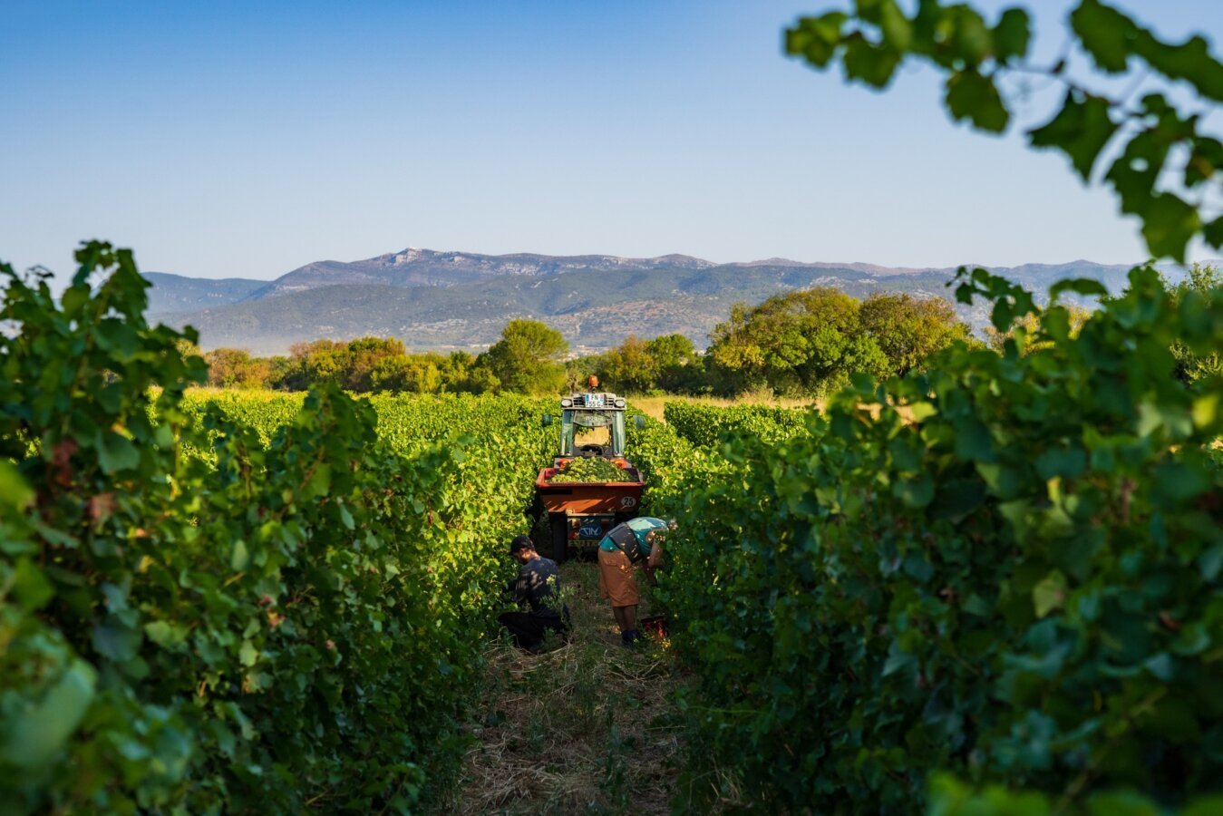 Vignoble Le Domaine des Conquêtes