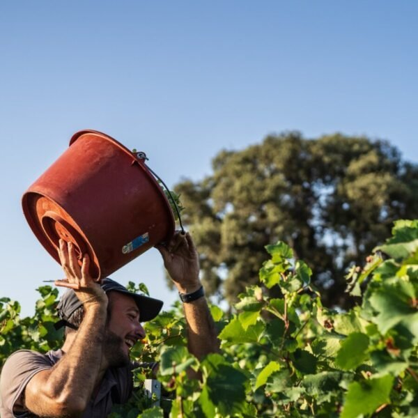 du vignoble Le Domaine des Conquêtes dans l'Hérault en Occitanie à Aniane