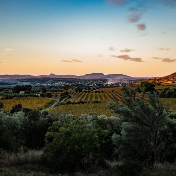 Paysage sous le soleil couchant du vignoble Le Domaine des Conquêtes dans l'Hérault en Occitanie à Aniane