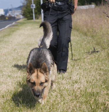 Chien qui piste une odeur pendant sa séance de pistage ou de mantrailing de la rentrée