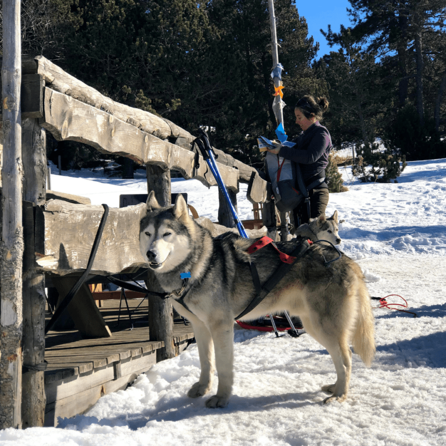 husky chien de traineau nordique en vacances sur-mesure en Laponie grâce à Unavik Voyage