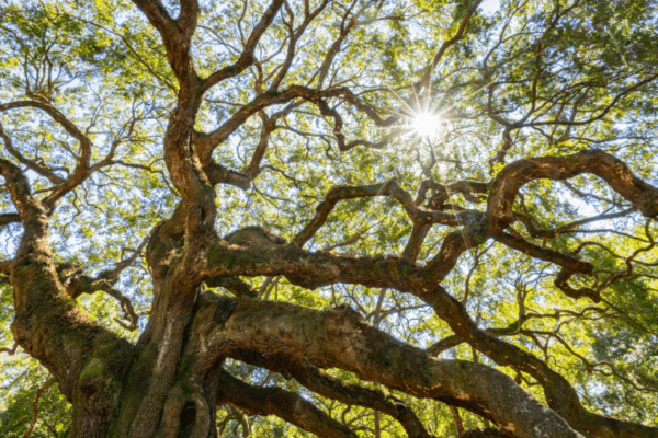 Forêt de Tronçais