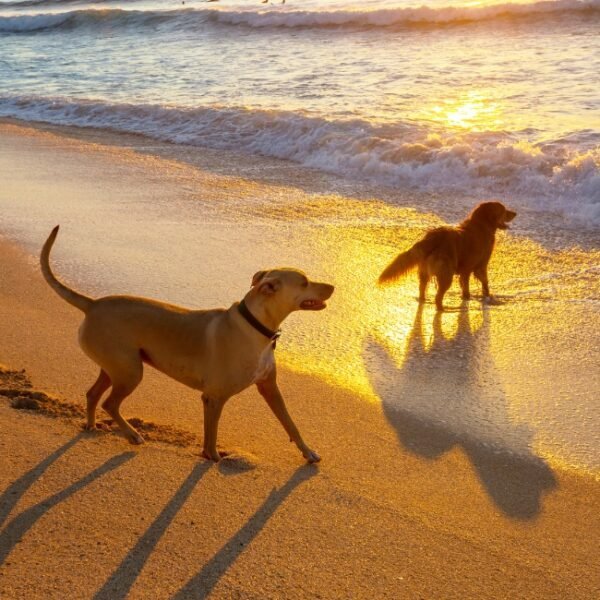 Chiens en balade sur la plage proche du Gite et Spa Le Temps d'un Instant en Baie de Somme près de St Valéry sur Somme