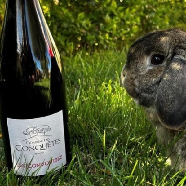 Bouteille de vin et lapin gris dans l'herbe du vignoble Le Domaine des Conquêtes dans l'Hérault en Occitanie à Aniane