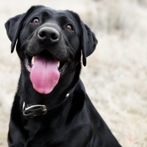 Chien accepté à Chambre d'Hôtes By Atelier détente et Spa en Gironde en Nouvelle Aquitaine à Castets