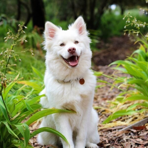 Chien blanc au Domaine des Vans en Ardèche en Auvergne-Rhône-Alpes à Chambonas