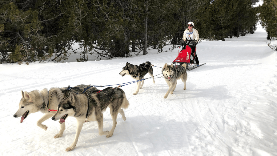 Les pays scandinaves avec son chien : voyages sur-mesure !