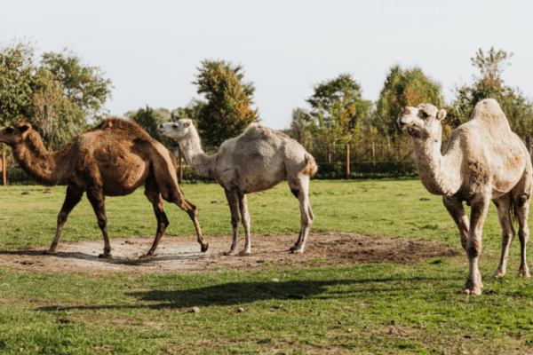 Parc Animalier d’Écouves