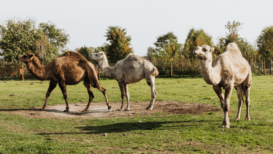 Parc Animalier d’Écouves