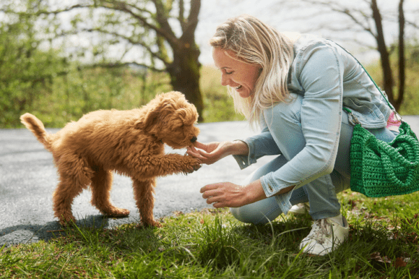 Où partir en vacances avec son chien en Septembre ? Les meilleures destinations