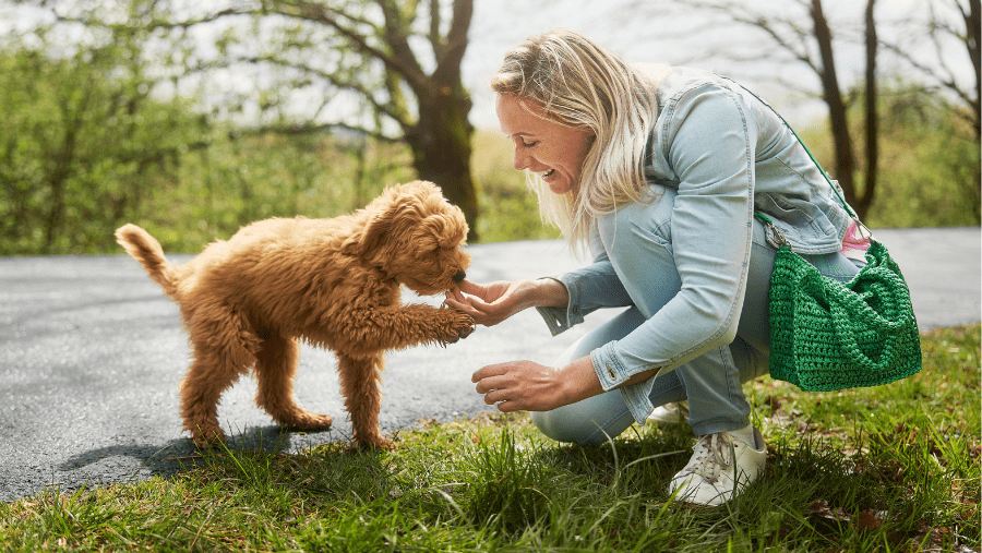 Où partir en vacances avec son chien en Septembre ? Les meilleures destinations