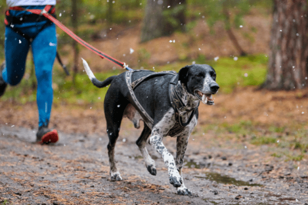 chien qui se remet au sport à la rentrée en faisant du canicross