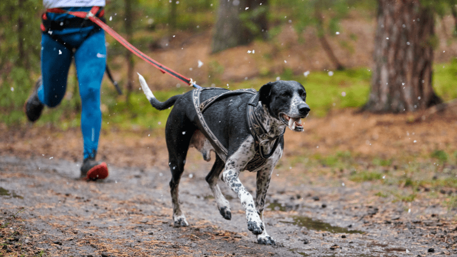 chien qui se remet au sport à la rentrée en faisant du canicross