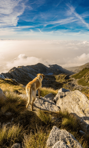 chien en montagne