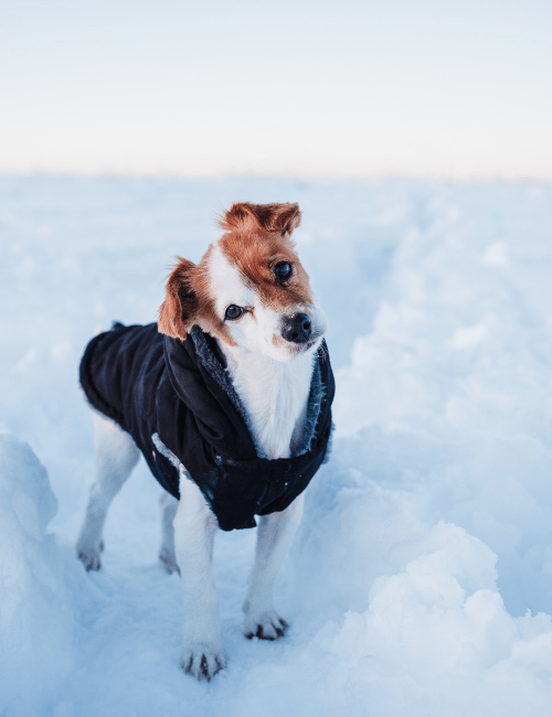 Matos d'hiver