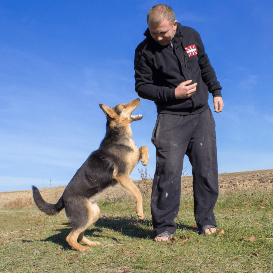 chien berger allemand joue avec un humain sur l'herbe