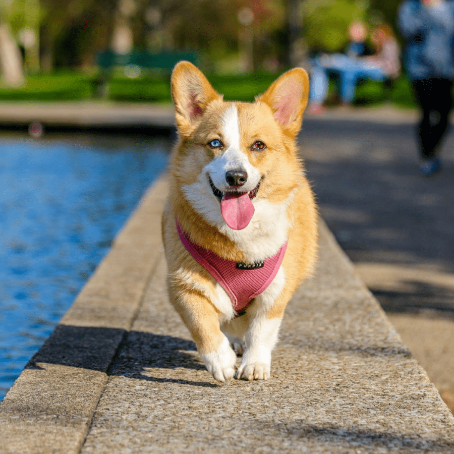 chien corgi qui trottine sur le muret au bord de l'eau