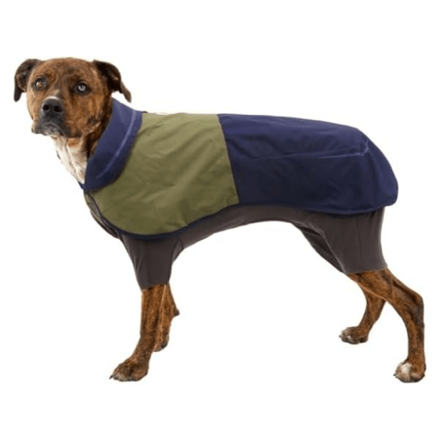 ce chien porte une combinaison anti-pluie de chez Ruffwear