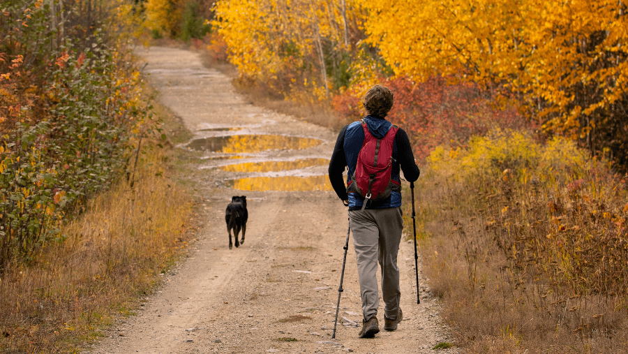 une personne et son chien noir partent en balade en automne dans la forêt aux belles couleurs orangées