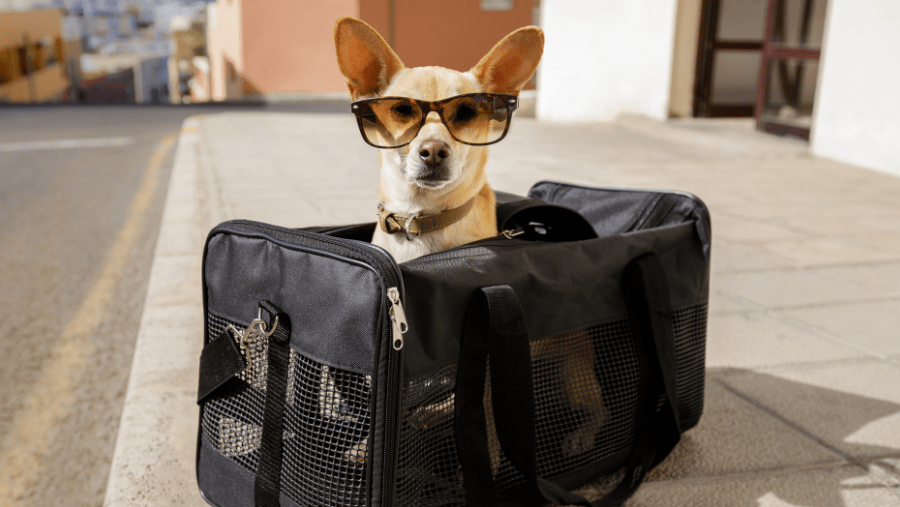 Trouvez la meilleure caisse de transport ou le sac de voyage pour votre chien avant les vacances