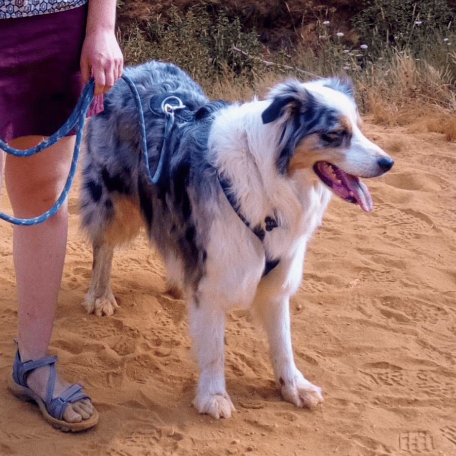 un chien berger australien porte le harnais Zero DC Short aussi bien pendant ses balades qu'en traction