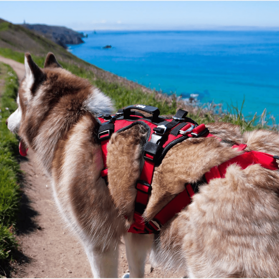 grand chien nordique qui porte le harnais de traction Confort Treck I-Dog de très bonne qualité