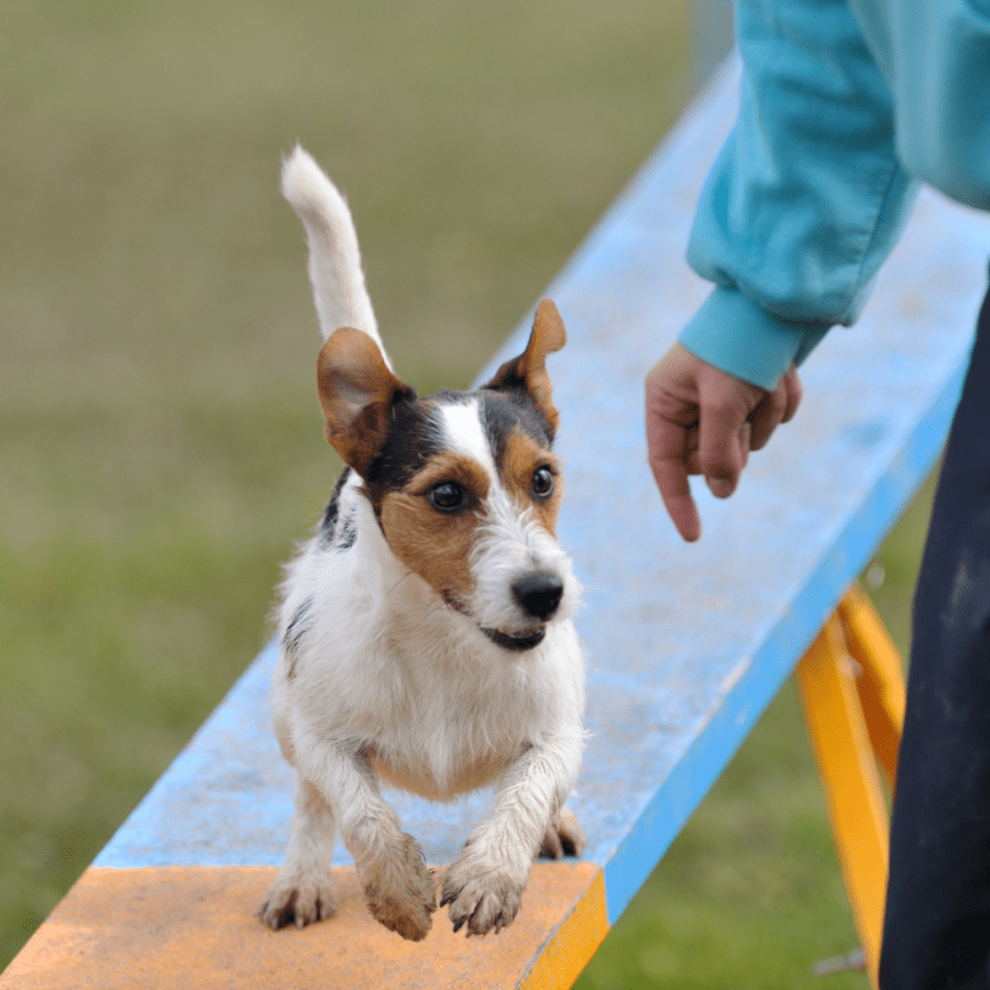 jack russel qui fait du sport en courant sur une bascule