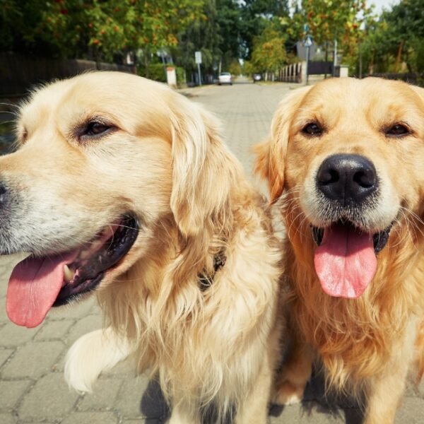 Chiens acceptés aux Arènes de Nîmes dans le Gard en Occitanie