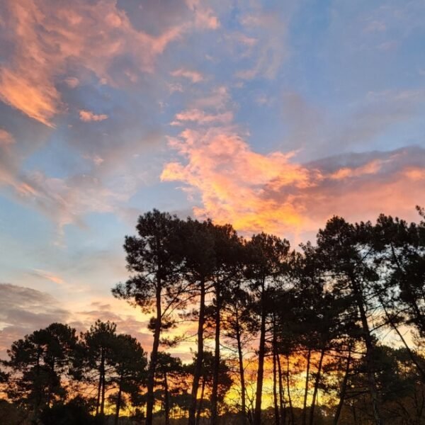 Coucher de soleil sur les pins du Domaine du Ferret en Gironde en Nouvelle-Aquitaine à Lège-Cap-Ferret