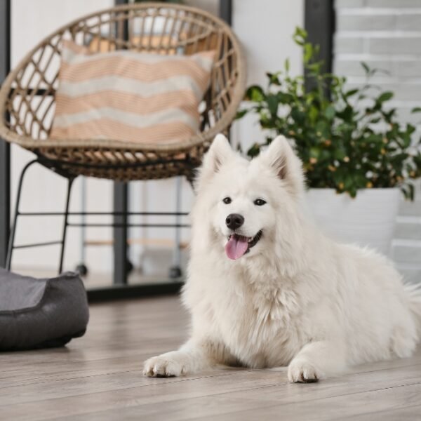 Chien blanc allongé dans l'espace lounge de l'Hôtel et Spa Best Western Le Saint Antoine en Ille-et-Vilaine à Rennes en Bretagne