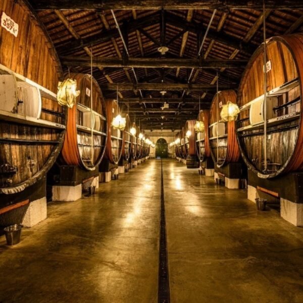 Cave et barils de Vermouth de La Maison Noilly Prat dans l'Hérault en Occitanie à Marseillan