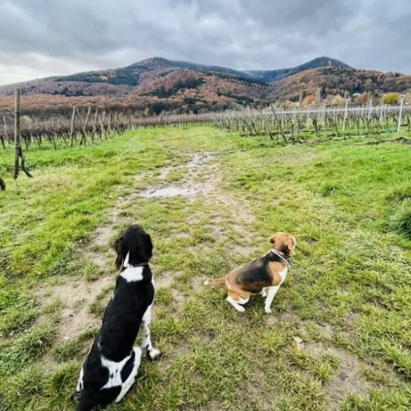 Prada et Malya, Beagle et épagneul de Münster dans les vignes à proximité du Gîte La perle d’Alsace dans le Bas-Rhin dans le Grand-Est à Bernardswiller