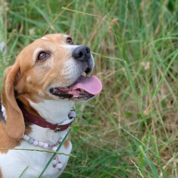 Le Beagle de Vivien et Coraline, en pleine nature Gîte La perle d’Alsace dans le Bas-Rhin dans le Grand-Est à Bernardswiller