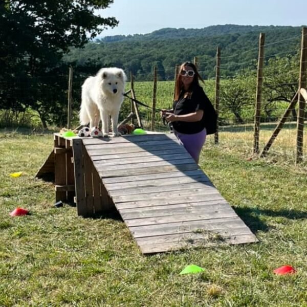 Chien dans le parc d'agility du parc du Gîte La perle d’Alsace dans le Bas-Rhin dans le Grand-Est à Bernardswiller