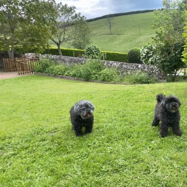 Toupie et Kale, les chiens du gîte dans le parc Cave de fégustation AU CLOS DES ORMES en Bourgogne en Saône-et-Loire à Dompierre-les-Ormes