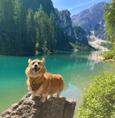 chien corgi devant le lago di Braies au milieu des montagnes des Dolomites