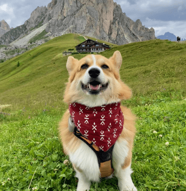 chien heureux pendant sa balade dans le Col Passo Giau dans le Sud-Tyrol en Italie