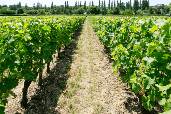 Les Jardins de Val Joanis