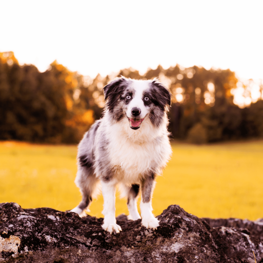 chien berger australien miniature qui joue dans la forêt et peut revenir tout sale de balade